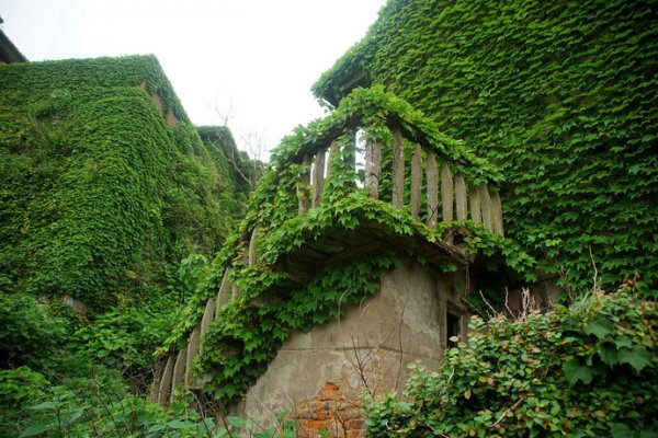 Зеленый «город-призрак» китайское поселение опутали растения